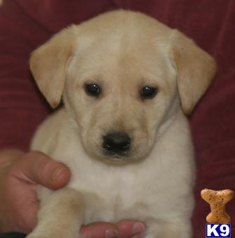 Puppies in MN